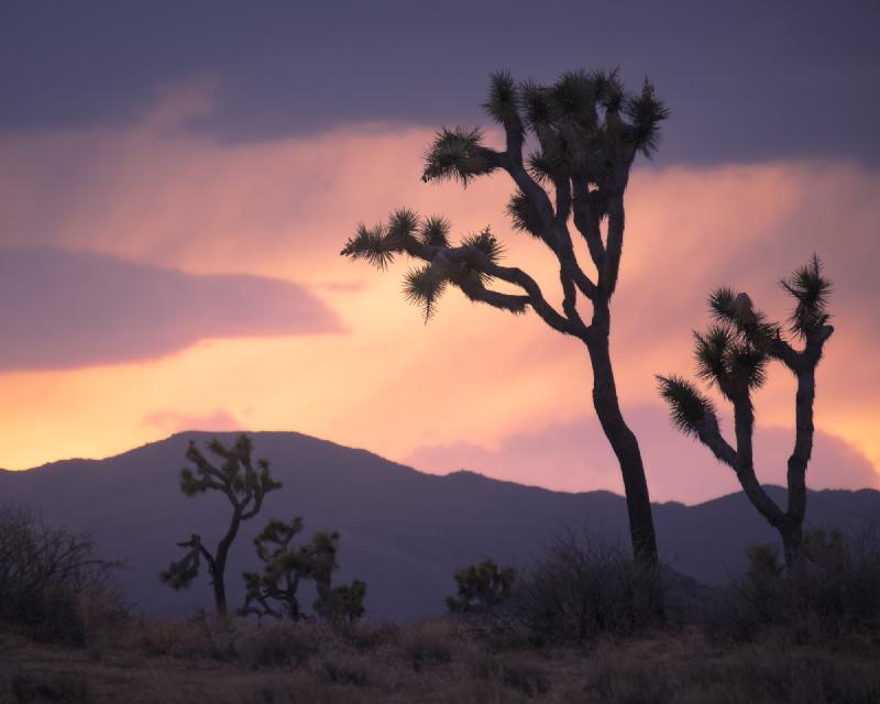 Cloudy sunset in Joshua Tree National Park