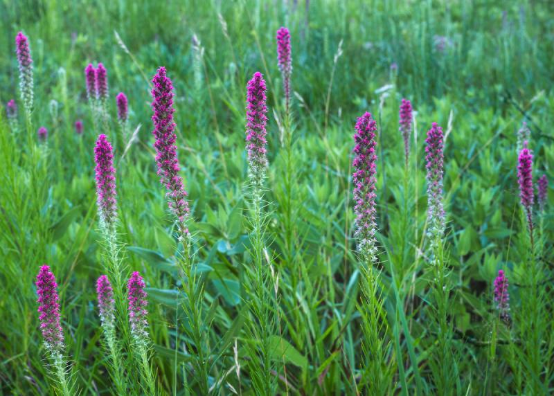 Purple flowers against a vibrant green background