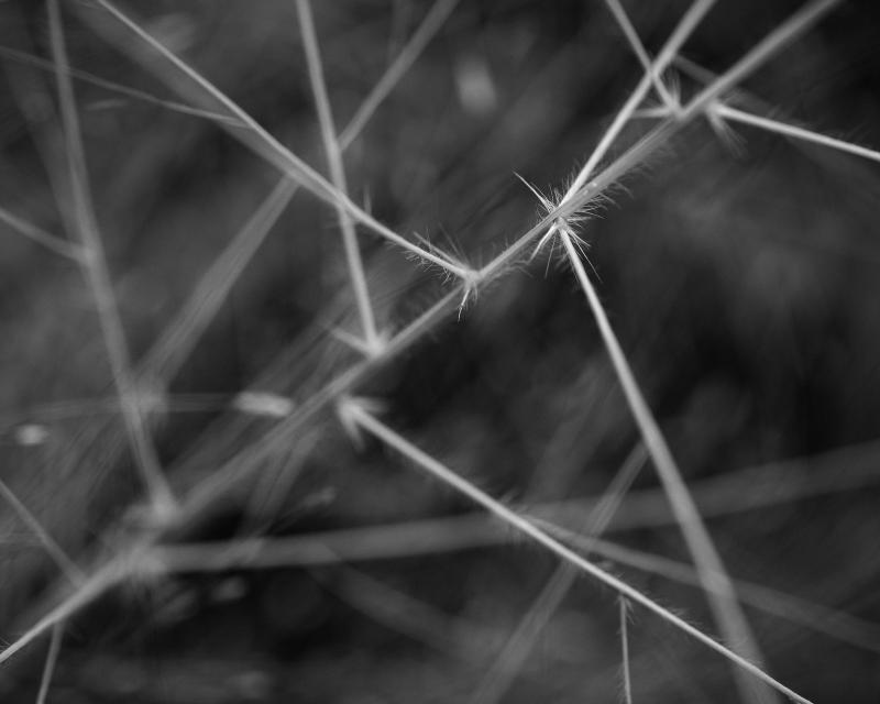Abstract black and white photograph of wild grass, reminiscent of a neural network
