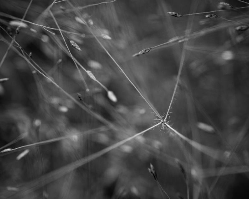Abstract black and white photograph of wild grass, reminiscent of a neural network