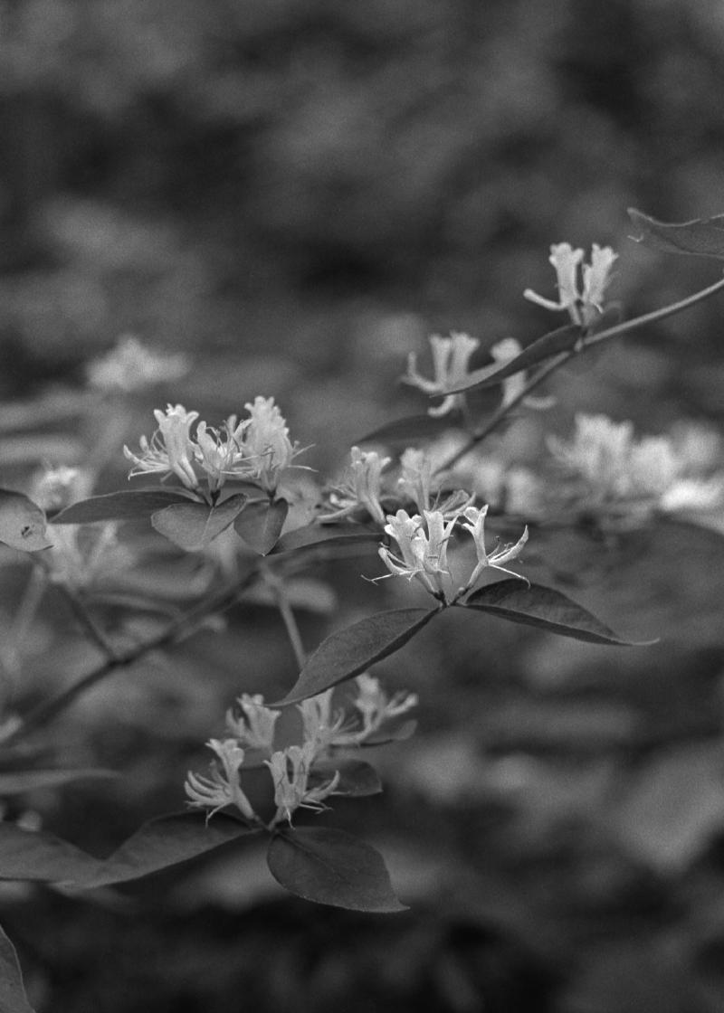 Black and white image of honeysuckle, shot on film