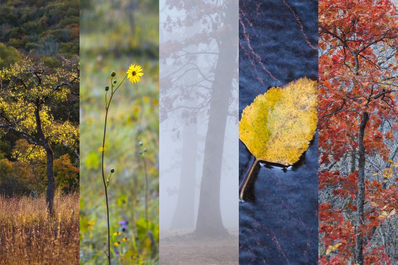 Collage of five photographs made in Missouri