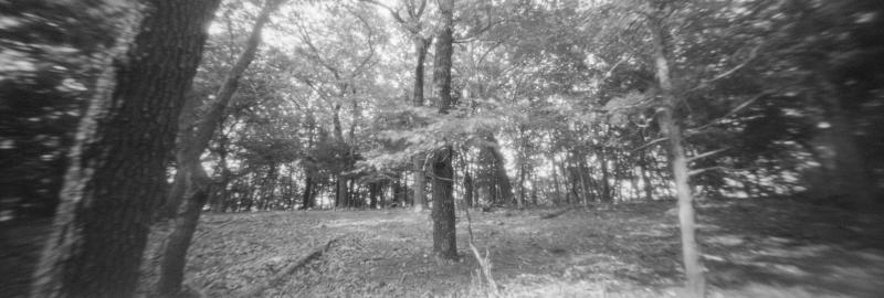 Black and white image of a forest scene, made using a panoramic 35mm pinhole camera