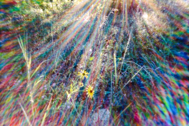 Kaleidoscopic image of prarie grasses made using a 35mm pinhole camera