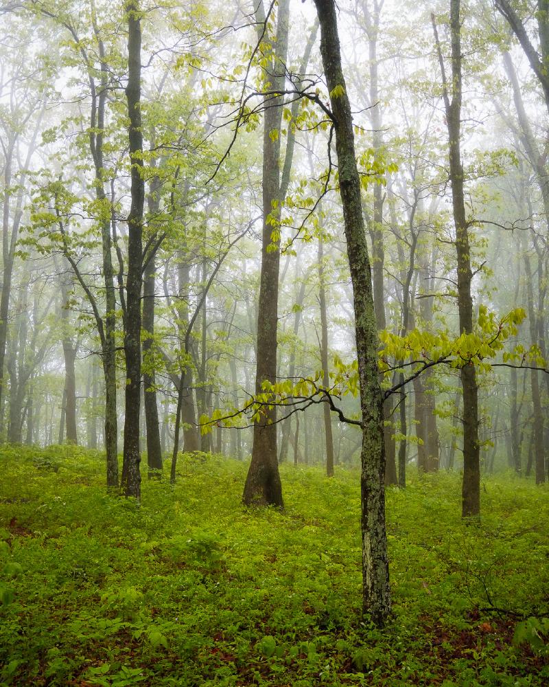 Vibrant, foggy forest scene in Shenandoah National Park