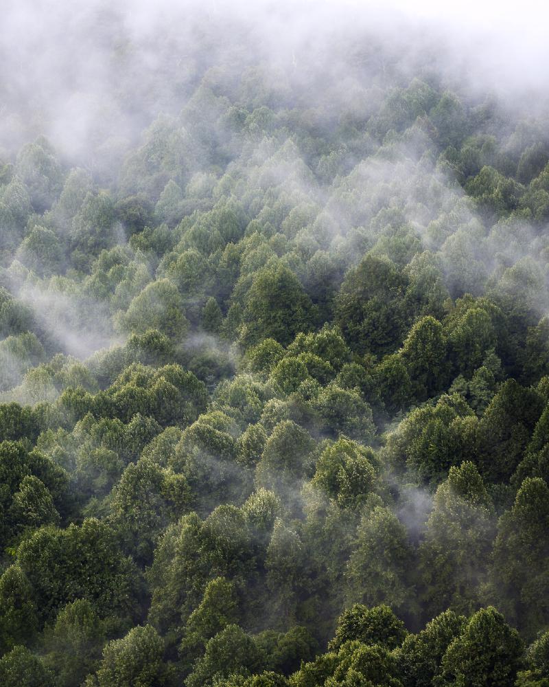 Mist flowing through distant trees in Shenandoah National Park