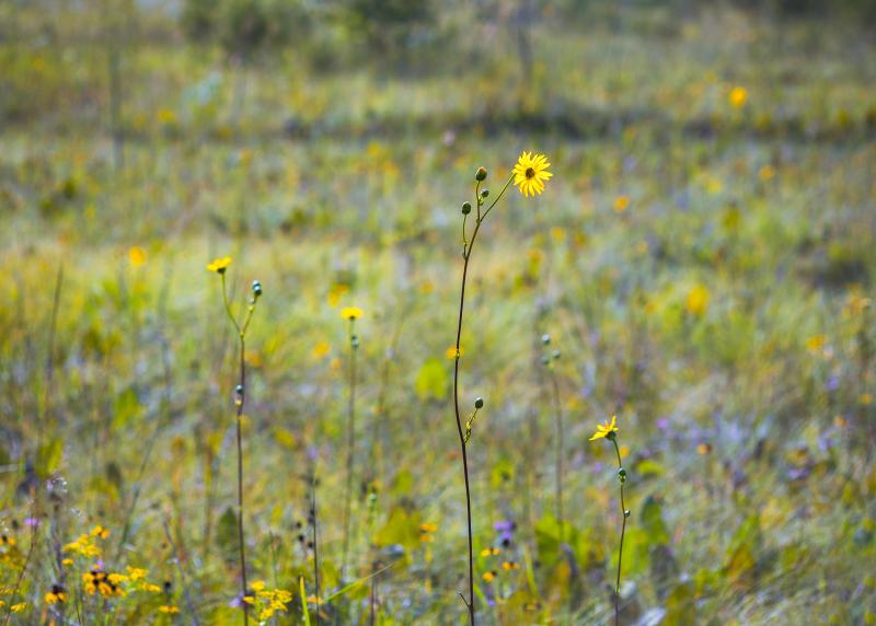 Late summer wildflowers in a Missouri glade