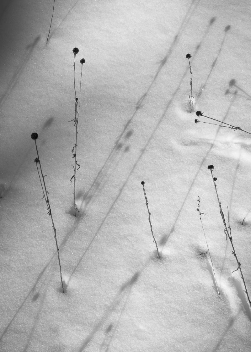 Husks of wildflowers casting shadows on a soft, snowy surface