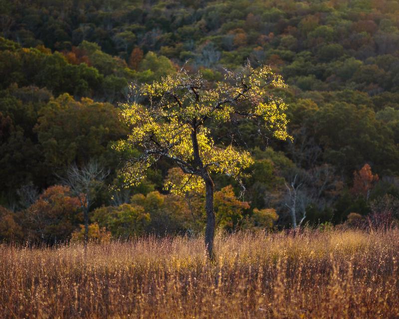 Backlit oak tree in autumn on a Missouri glade