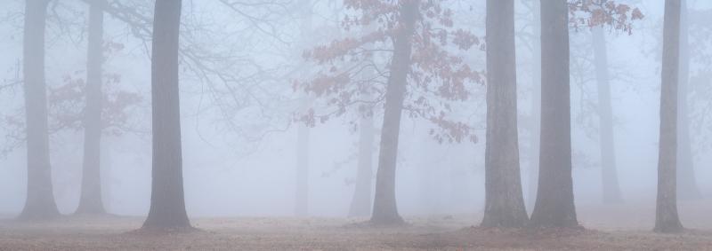 Panoramic images of a stand of hardwood trees in fog