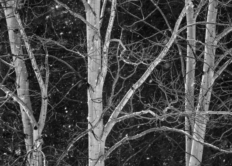 Black and white image of sunlit snowflakes during an unexpected storm in Rocky Mountain National Park