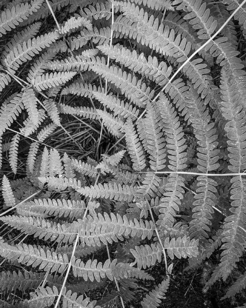 Black and white image of ferns photographed during a backpacking trip in Maine