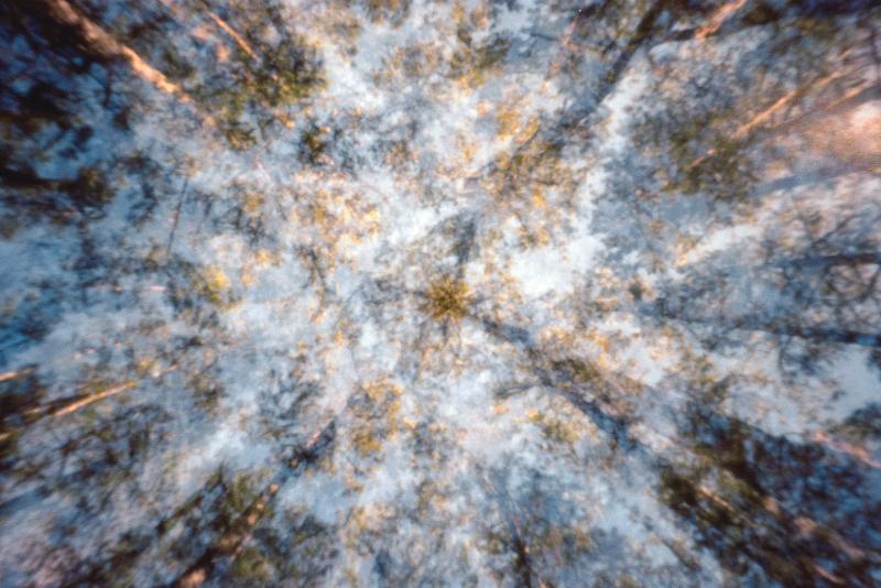 Abstract quadruple exposure forest scene made looking upwards into a forest canopy with a 35mm pinhole camera