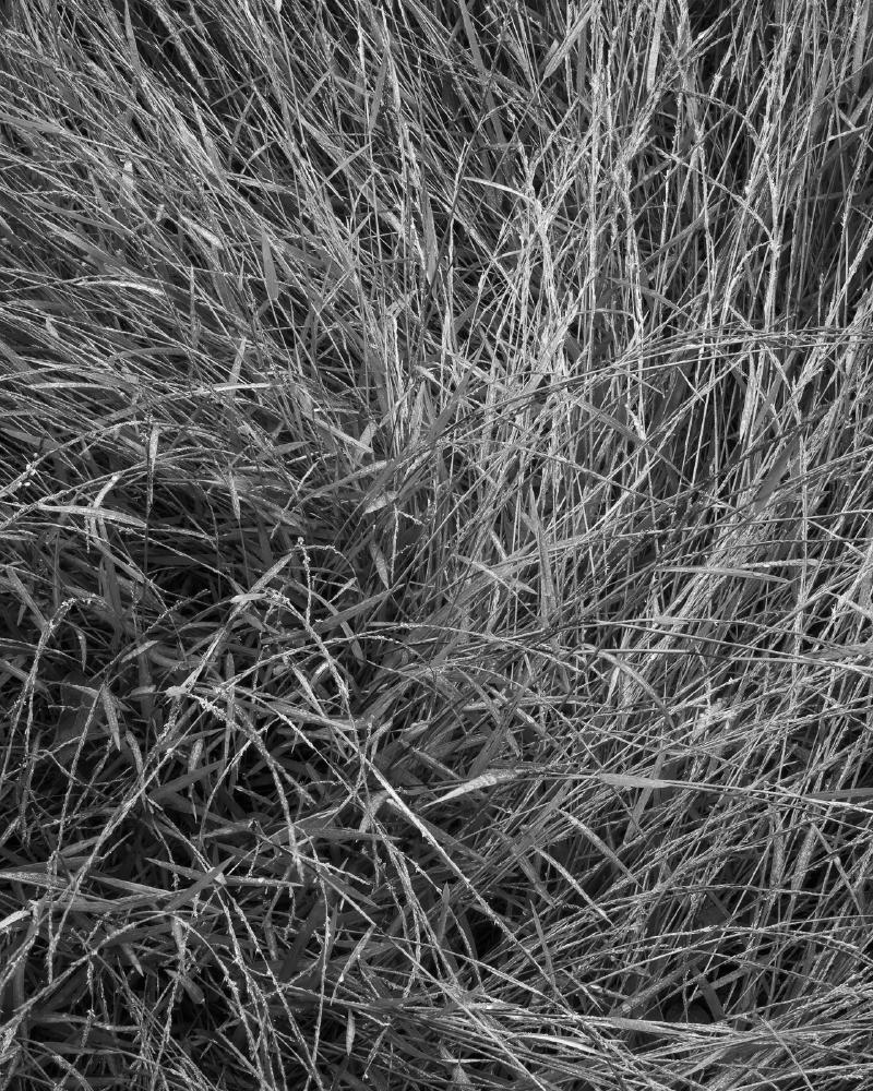 Black and white photograph of swirling dewy meadow grasses