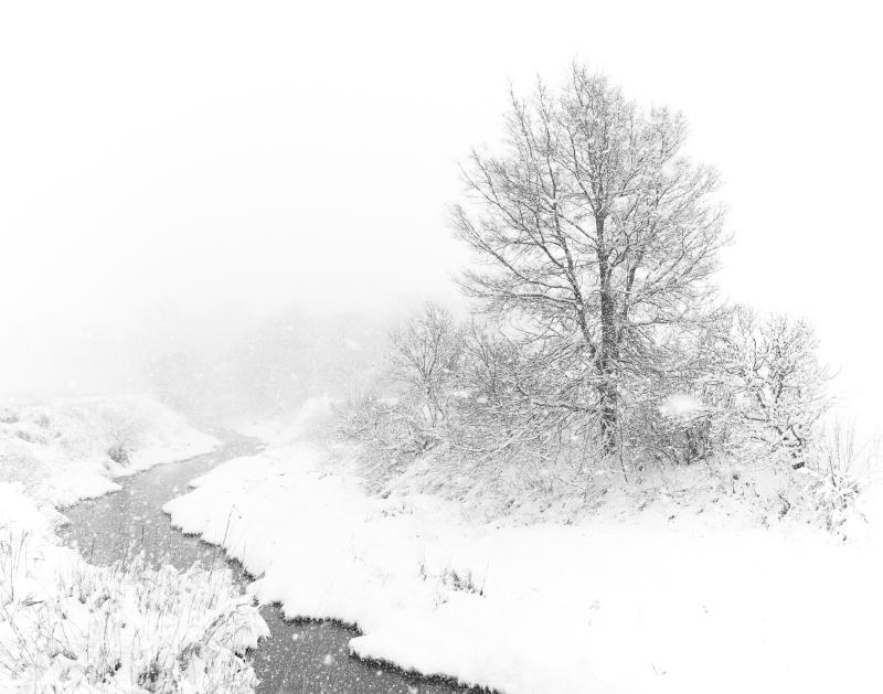 White-out winter storm over a rural scene