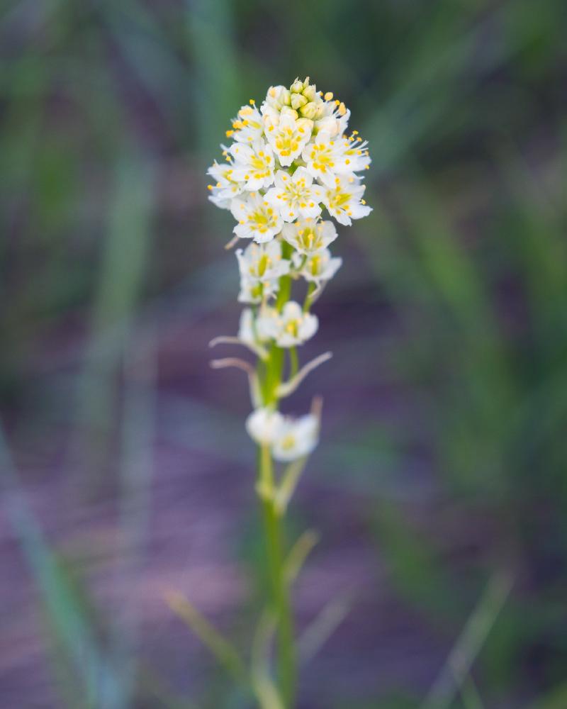 Death camas in Badlands National Park