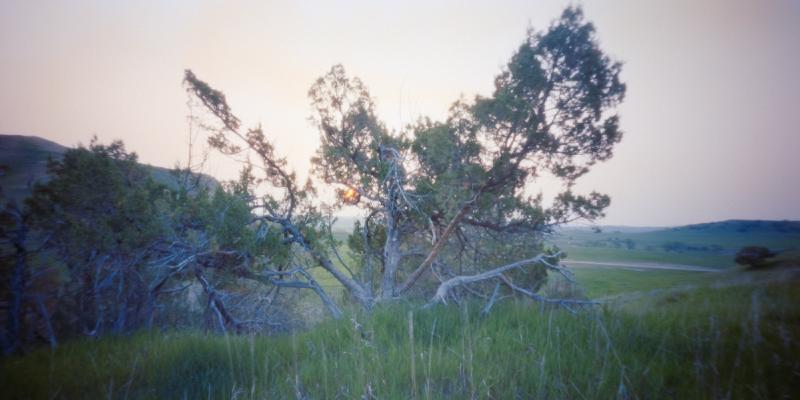 Pinhole photograph of juniper trees on a warm, sunny morning