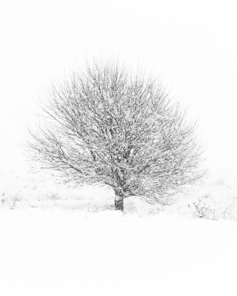 Winter scene featuring a single tree amidst whiteout conditions