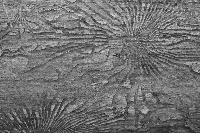 Black and white patterns beneath the bark of a fallen tree