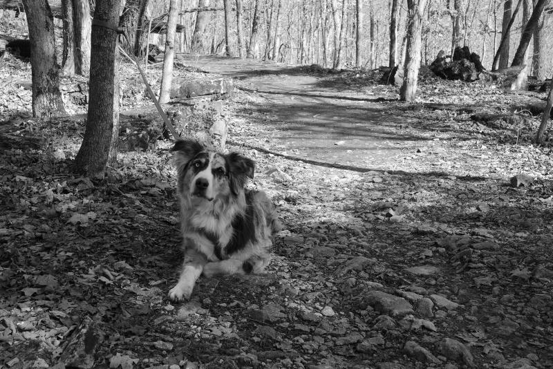 Remy the Australian shepherd waiting patiently while I look at light and shadows