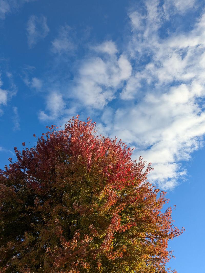 The top of a red maple tree in autumn against blue sky and white clouds
