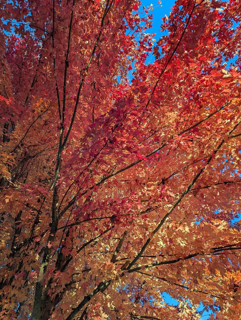 A closer view of dark branches and red autumnal leaves against a blue sky