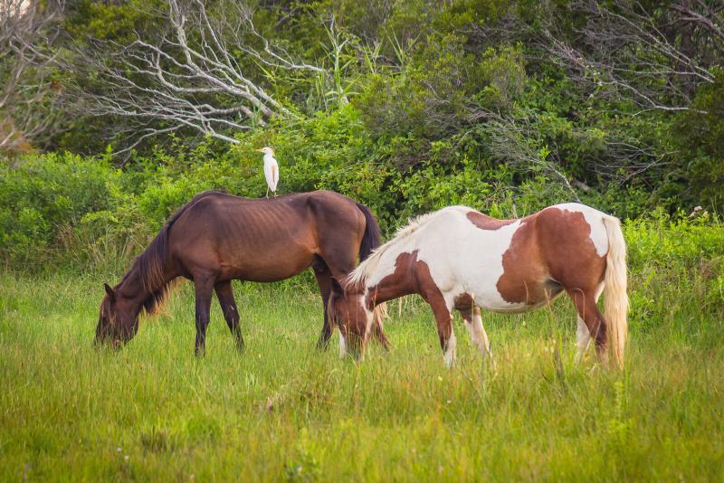 Two horses on Assateague Island, one with a white bird perched on its back