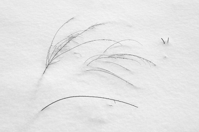 Black and white photograph of curving grass on snow