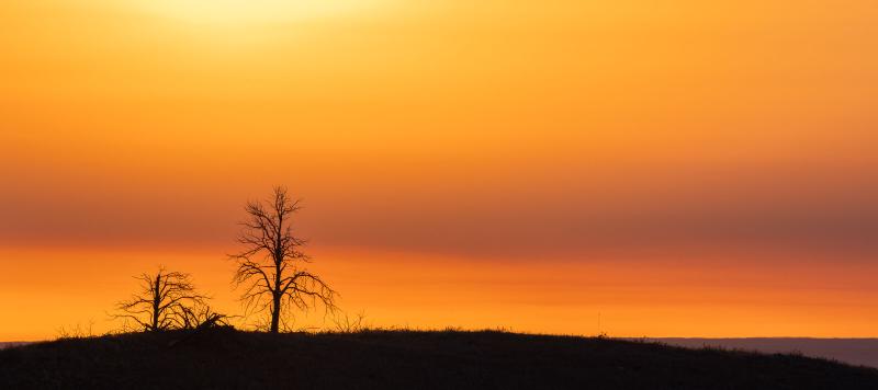 Two silhouetted trees against a vibrant orange sunrise