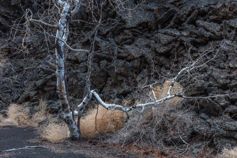 Intimate photo of a gnarled tree in a volcanic landscape