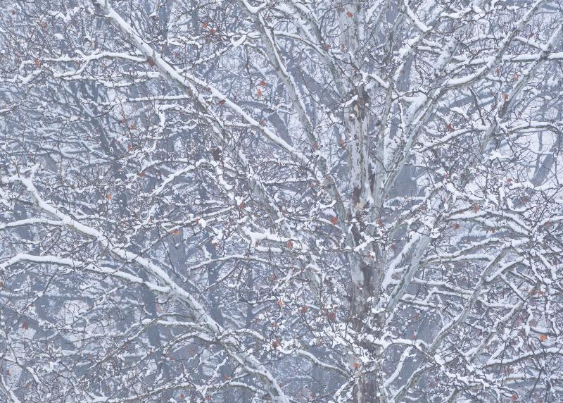 An intimate photo of a tree in wintry conditions