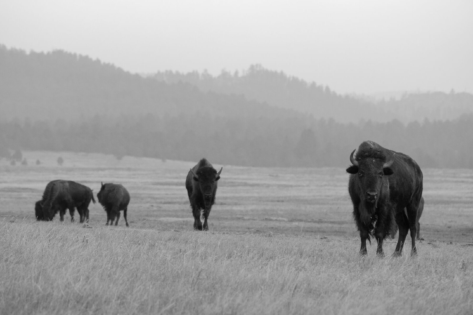 Curious Locals