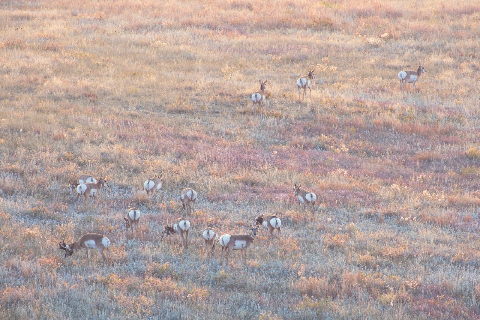 Early Risers