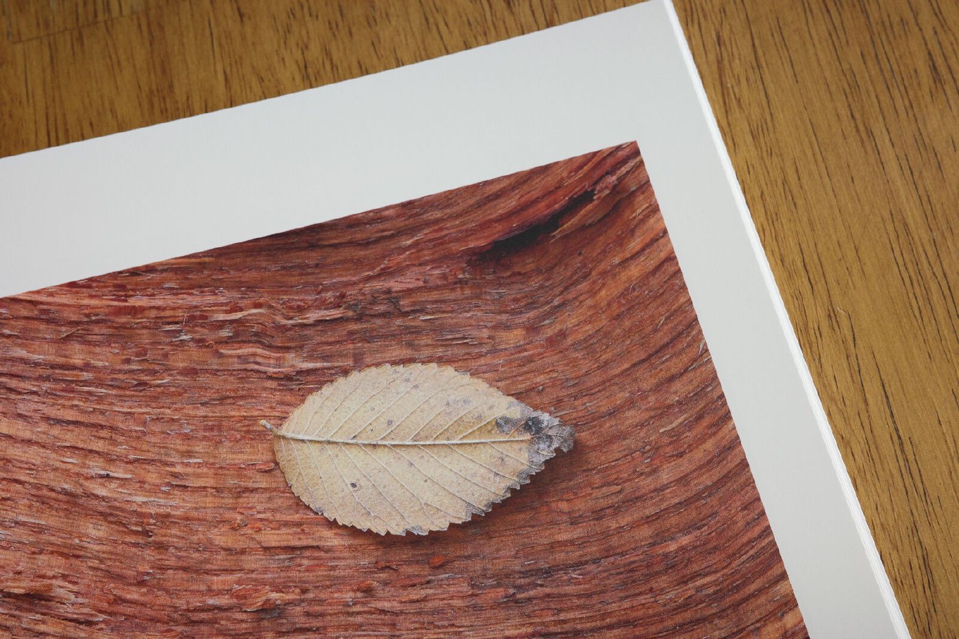 Rhythms of Leaf and Stone — image 3 of 6